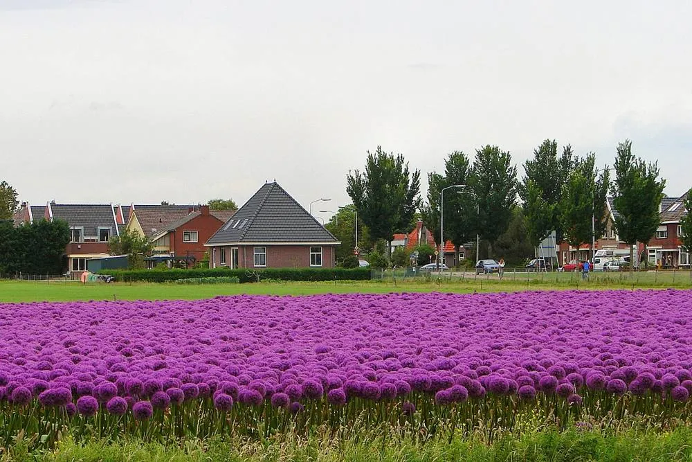 Limmen: Limmen NH